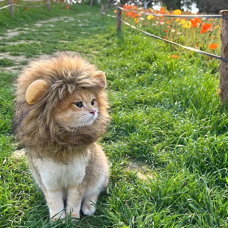 Déguisement pour chat