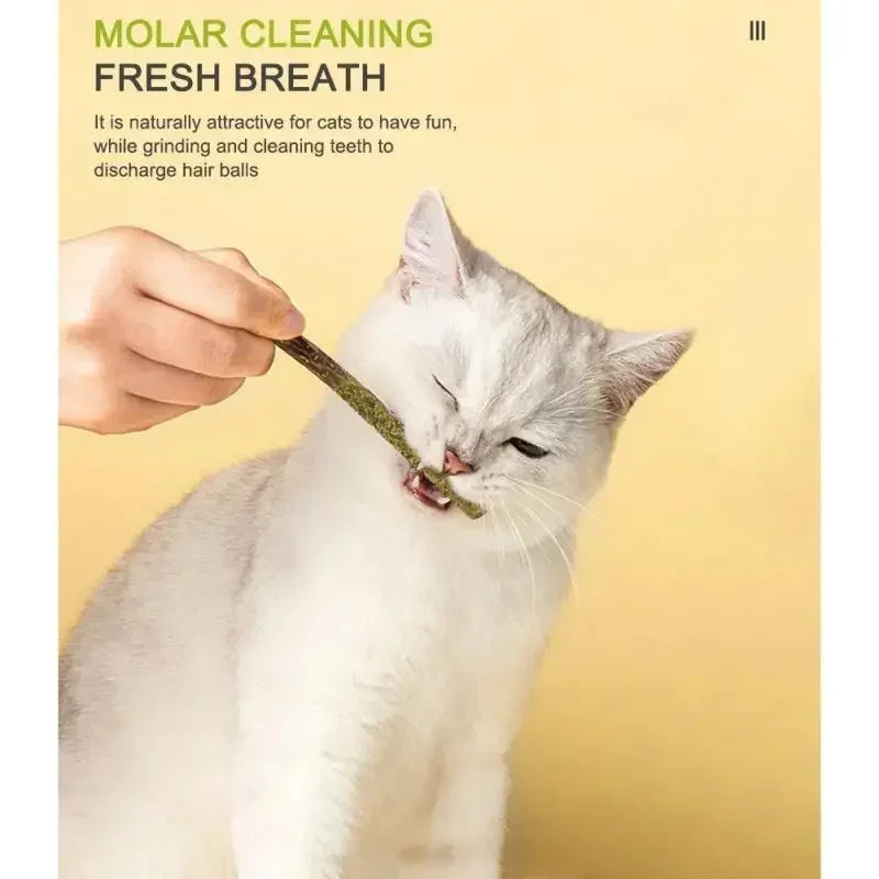 Herbes à chat