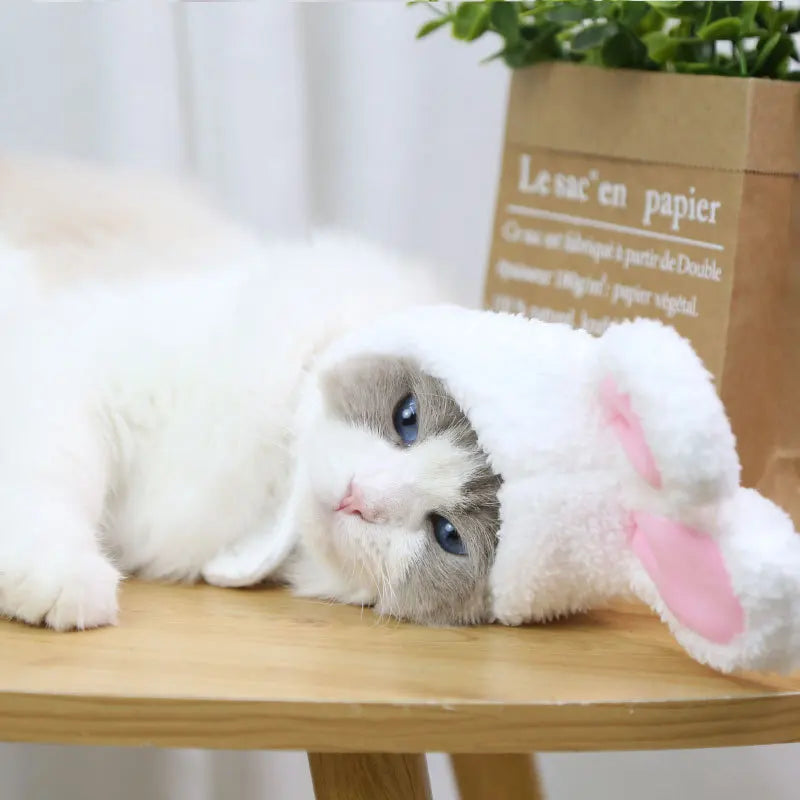 chapeau d`oreilles de lapin très amusant